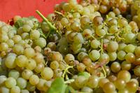 Tag – Ausflug zur Weinlese (25)