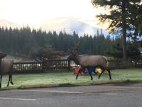 Hirsch am Hotel in Jasper3