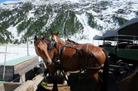 Unser Transportmittel