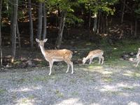 Omega Wildlife Park