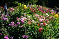 Dahlienschau auf Mainau