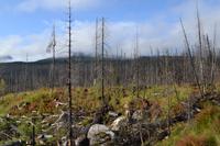 Jasper Nationalpark (5)