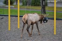 junger kanadischer Hirsch (5)