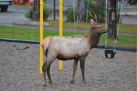 junger kanadischer Hirsch (6)