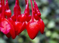 Vancouver Island – The Butchart Gardens