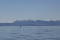 Icy Strait Point – Walbeobachtung