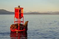 Icy Strait Point – Seelöwen
