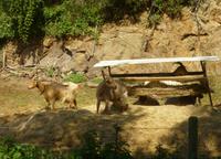 Golden Goats auf Guernsey - Goldene Ziegen