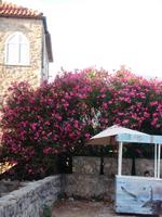 Budva - Altstadt