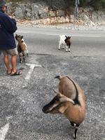 Die Wildziegen in der Ardeche