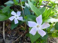 Gartentour auf Jersey - Garten von Misses Lee