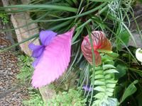 Eric Young Orchid Foundation auf Jersey