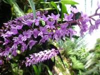 Eric Young Orchid Foundation auf Jersey