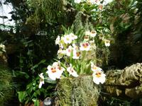 Eric Young Orchid Foundation auf Jersey