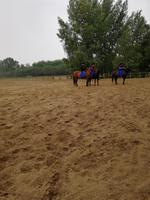 P9090126, Ausflug Puszta