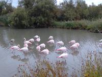 Flamingos Camargue