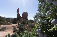 83_Balanced Rock Arches Nationalpark