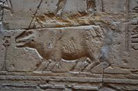 gefesseltes Nilpferd