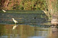 diverse Vogelwelt
