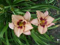 Tag 4 - 7 - Bummel durch den Stadtgarten von Rouen (7)