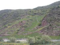 DSCN4700  Weinberge an der Mosel