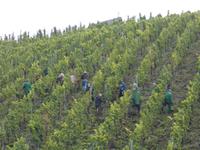 DSCN4839  bei der Weinernte in Bernkastel Kues