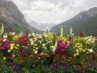 Blumen von Lake Louise