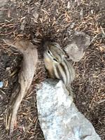 Das Streifenhoernchen