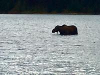 noch ein Moose im Wasser