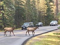 immer schoen Ruhe bewahren beim Ueberqueren der Strassen