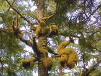 ein Lama und ein Vogel