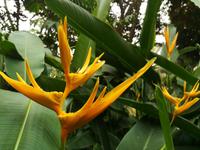 013 Singapur - Orchideengarten