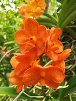 014 Singapur - Orchideengarten