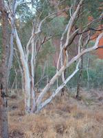081 Ayers Rock - Wanderung