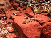 089 Alice Springs - Desert-Park