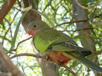 091 Alice Springs - Desert-Park