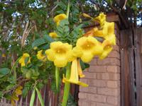 099 Unterwegs in Alice Springs