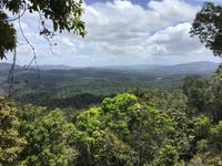 156 Cairns - Regenwald