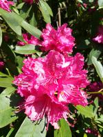 188 Sydney - Blu Mountains