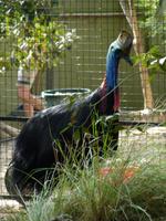 193 Sydney - Featherdale Wildlife Park - Cassowary