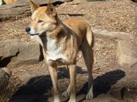 196 Sydney - Featherdale Wildlife Park - Dingo
