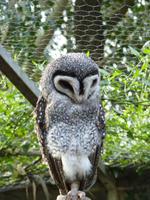 200 Sydney - Featherdale Wildlife Park