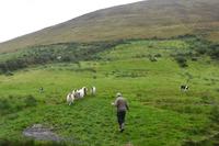 030-Schafarm-Brandon