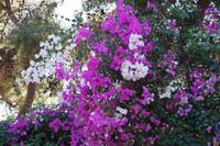 Bougainvilleen am Parador von Málaga, Castillo de Gibralfaro