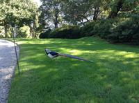 Vögel auf Isola Madre