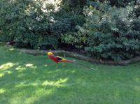 Vögel auf Isola Madre