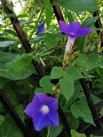 Üppiges Grün vor dem Tempel in Eklingji
