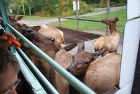 Wapitis im Omega Park.