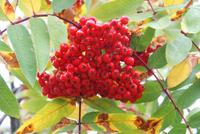 Vogelbeeren (2)