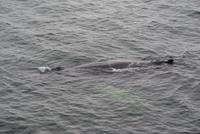Whale Watching Tadoussac (13)